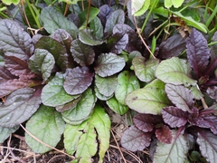 Ajuga