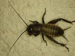 Gryllus campestris