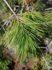 Pinus peuce