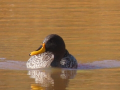 Anas undulata undulata