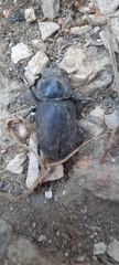 Lucanus cervus
