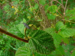 Trachysida mutabilis