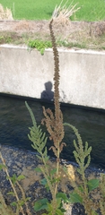 Amaranthus viridis