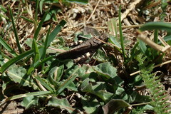 Psophus stridulus