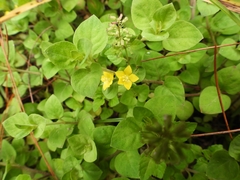 Lysimachia