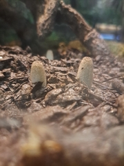 Psathyrellaceae