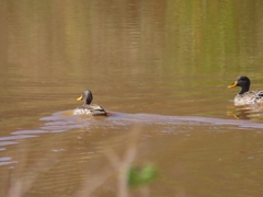 Anas undulata undulata