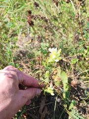Melampyrum argyrocomum