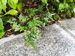Lygodium japonicum