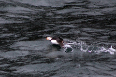 Fratercula corniculata