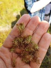 Sphagnum balticum