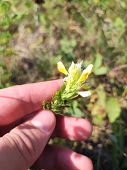 Melampyrum argyrocomum