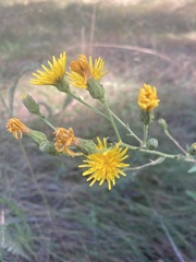 Hieracium virosum