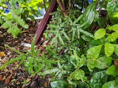 Lygodium japonicum