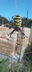 Argiope bruennichi