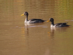 Anas undulata undulata