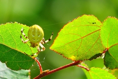 Araneus quadratus