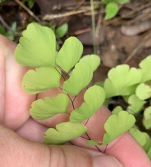 Adiantum