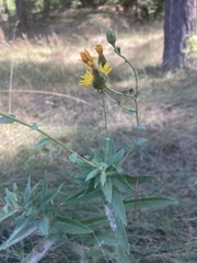 Hieracium virosum