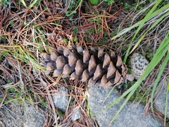 Pinus peuce