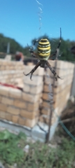 Argiope bruennichi