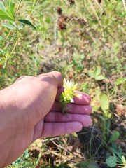 Melampyrum argyrocomum