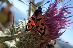 Zygaena fausta