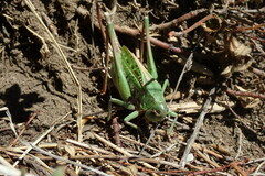 Decticus verrucivorus