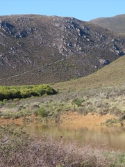 Anas undulata undulata