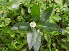 Alternanthera