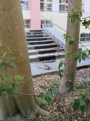 Gorsachius melanolophus