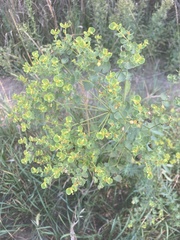 Euphorbia seguieriana