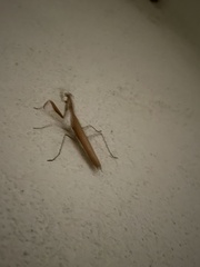Schizomantodea