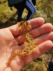 Sphagnum majus