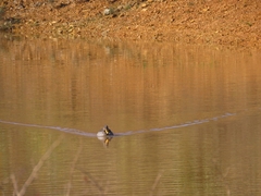 Anas undulata undulata