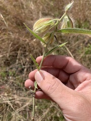Malvaceae