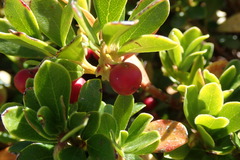 Arctostaphylos uva-ursi