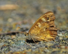 Pararge aegeria