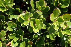Arctostaphylos uva-ursi