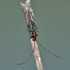 Stenopsocus