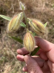 Malvaceae