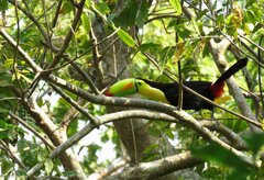 Ramphastos sulfuratus
