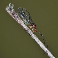 Stenopsocus