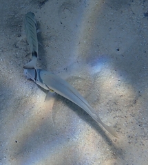 Pseudocaranx dentex
