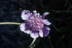 Dipsacoideae