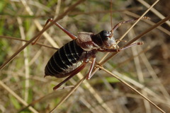 Ephippiger diurnus