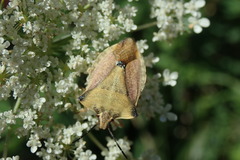 Carpocoris fuscispinus