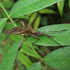 Coreidae
