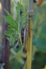 Pseudochorthippus parallelus