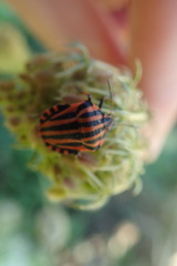 Graphosoma italicum italicum